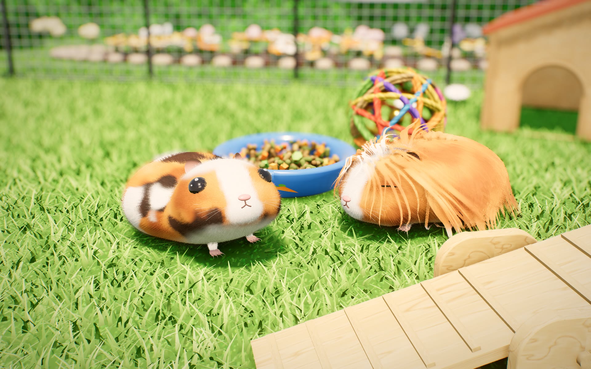 Zwei Meerschweinchen stupsen sich im Gras mit den Nasen an