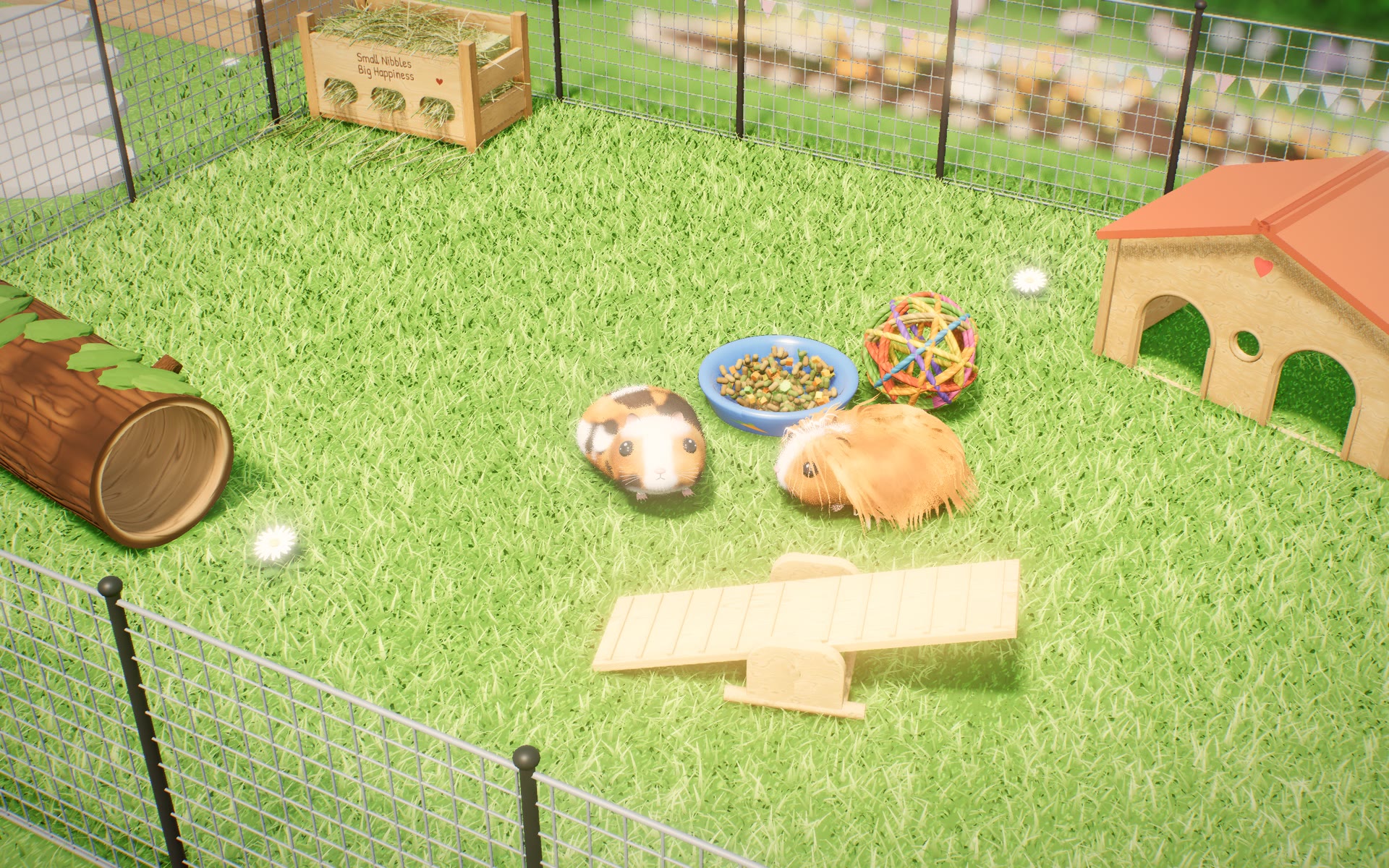 Zwei Meerschweinchen im sonnigen Garten-Freigehege mit Holzhaus, Wippe, Baumstamm-Tunnel und Heukiste